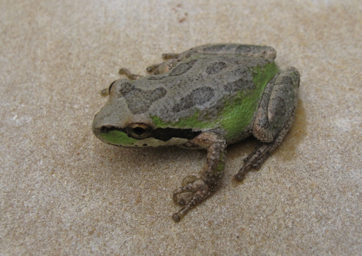 Pacific Tree Frog